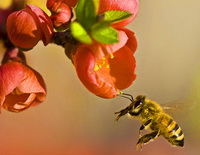 Honey Bees & Honey